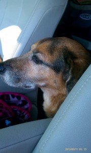 Buddy going for a ride to his favorite park