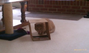 Mal kitty with boxes